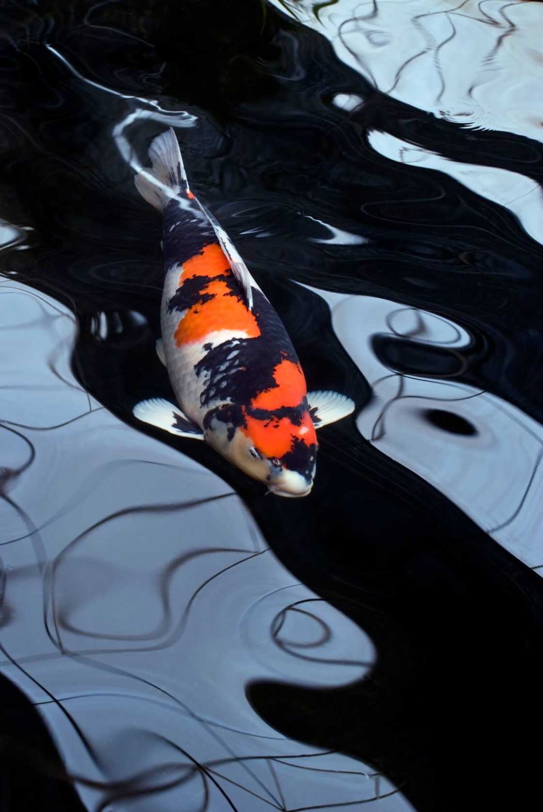 Showa koi