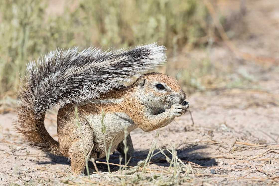 Wild animals that start with X Wild animals that start with X