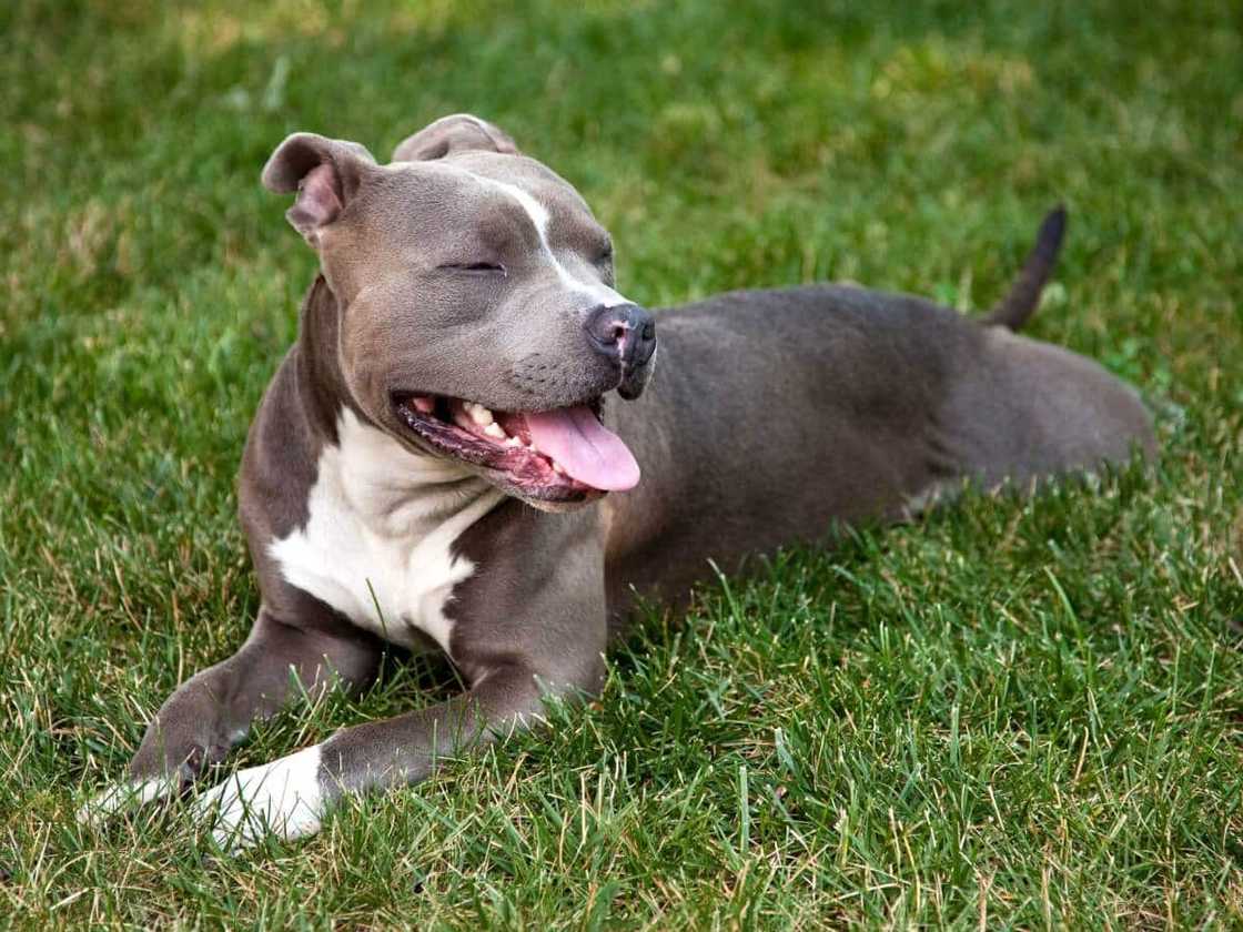 World's strongest dog breed World's strongest dog breed