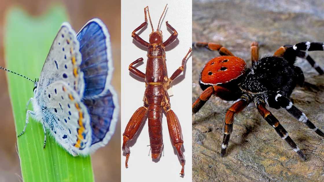 World's rarest insects World's rarest insects