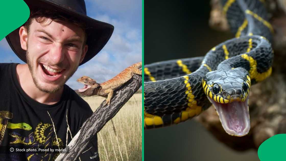 A venomous snake bit a wildlife enthusiast on the nose in a clip that had people worried.