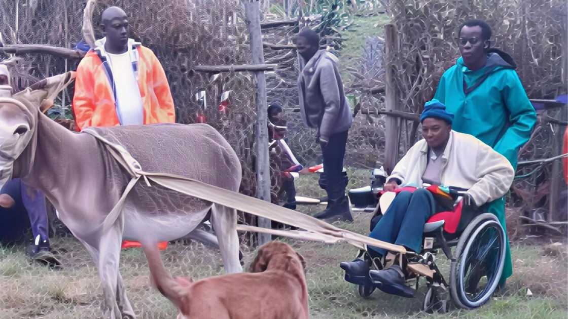 Donkey pulls man Donkey pulls man