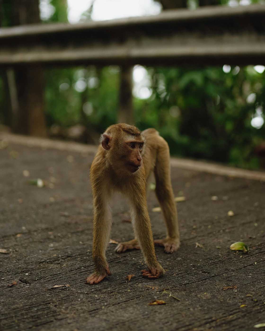 Monkey started face-off with woman Monkey started face-off with woman