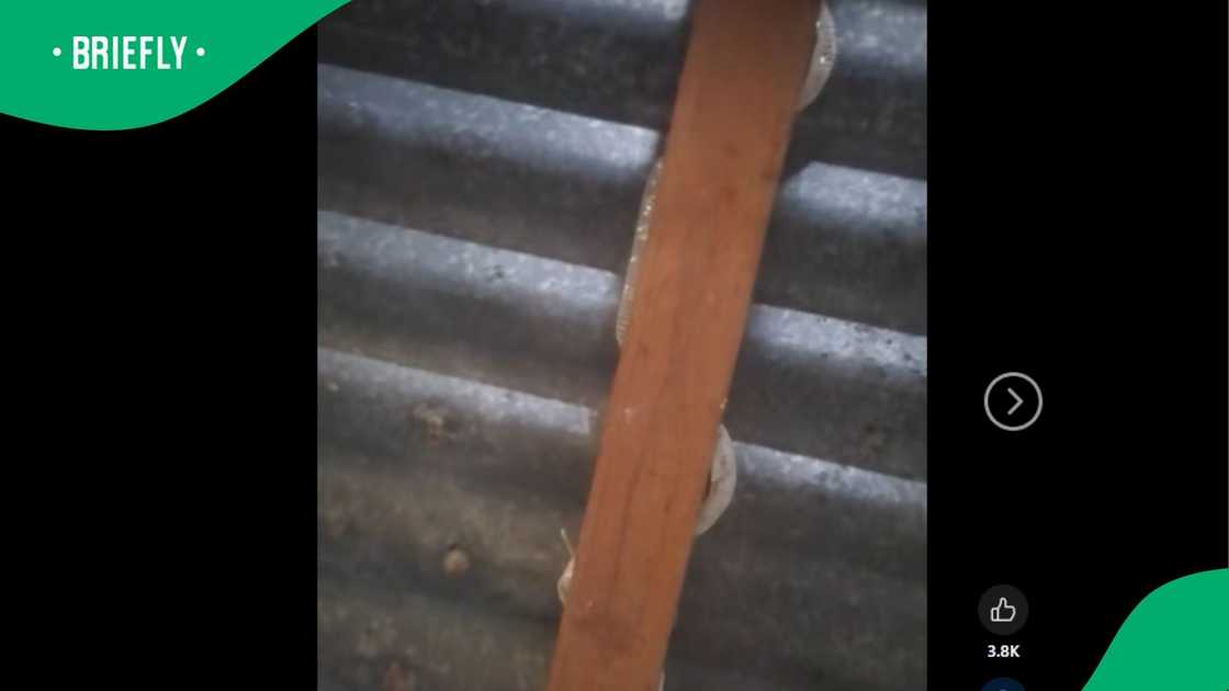 A man showed proof of a snake living in his home. A man showed proof of a snake living in his home.