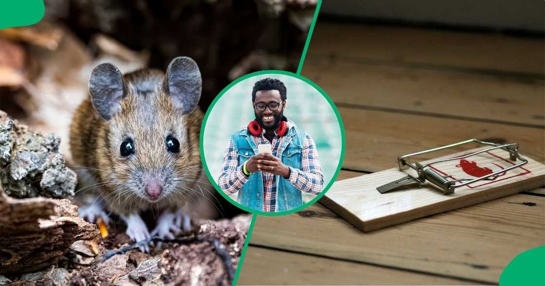 A smart mouse hilariously avoided capture, leaving the internet in laughter. A smart mouse hilariously avoided capture, leaving the internet in laughter.