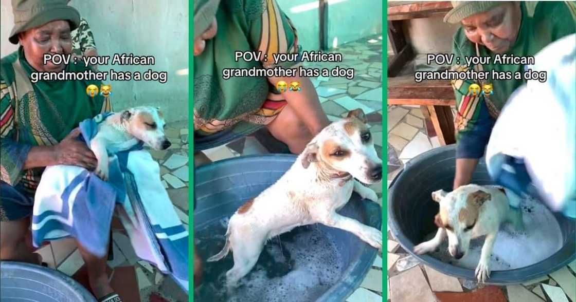 grandmothers gives dog bath