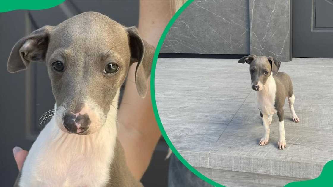 Kylie Jenner’s adorable dog, Kevin Kylie Jenner’s adorable dog, Kevin