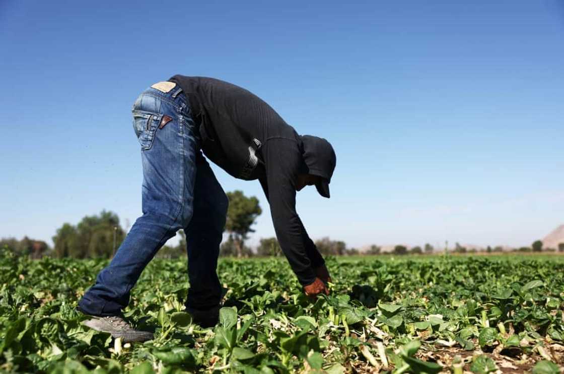 The agricultural sector depends on migrants in large parts of the United States The agricultural sector depends on migrants in large parts of the United States