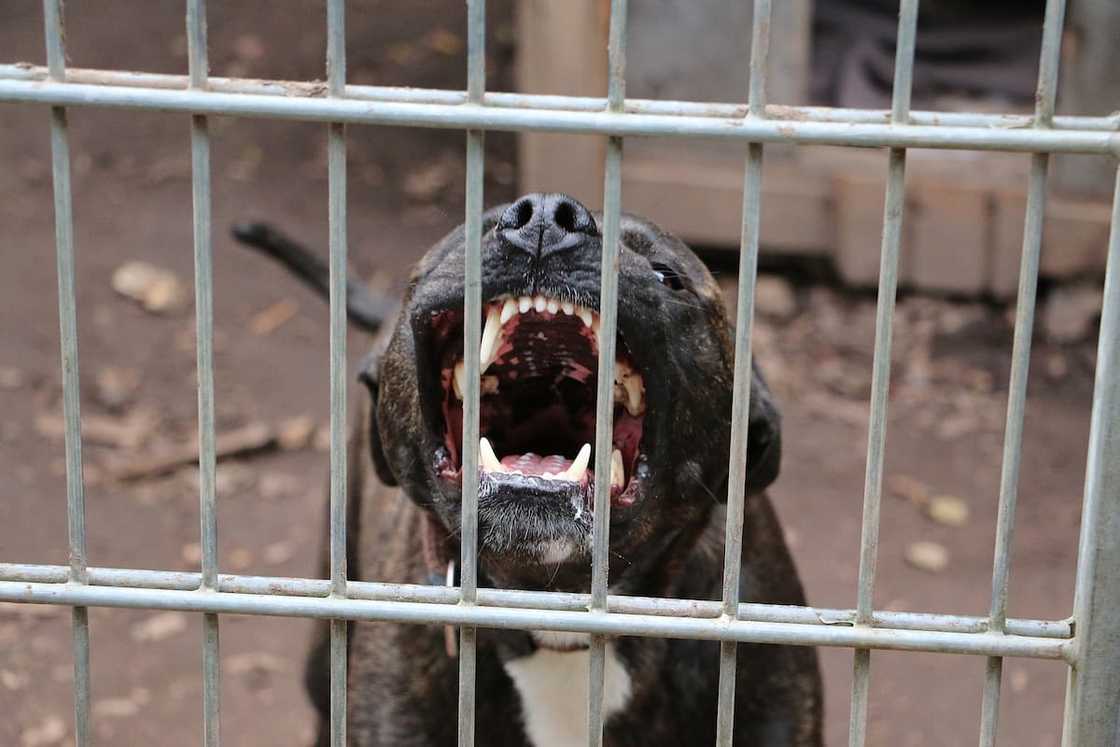 A pit bull baring its teeth is one of the signs that it might attack A pit bull baring its teeth is one of the signs that it might attack