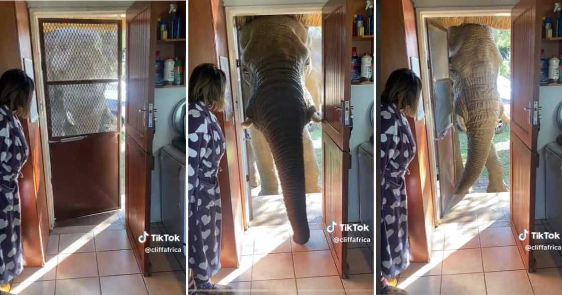 Elephant stopping by for breakfast Elephant stopping by for breakfast