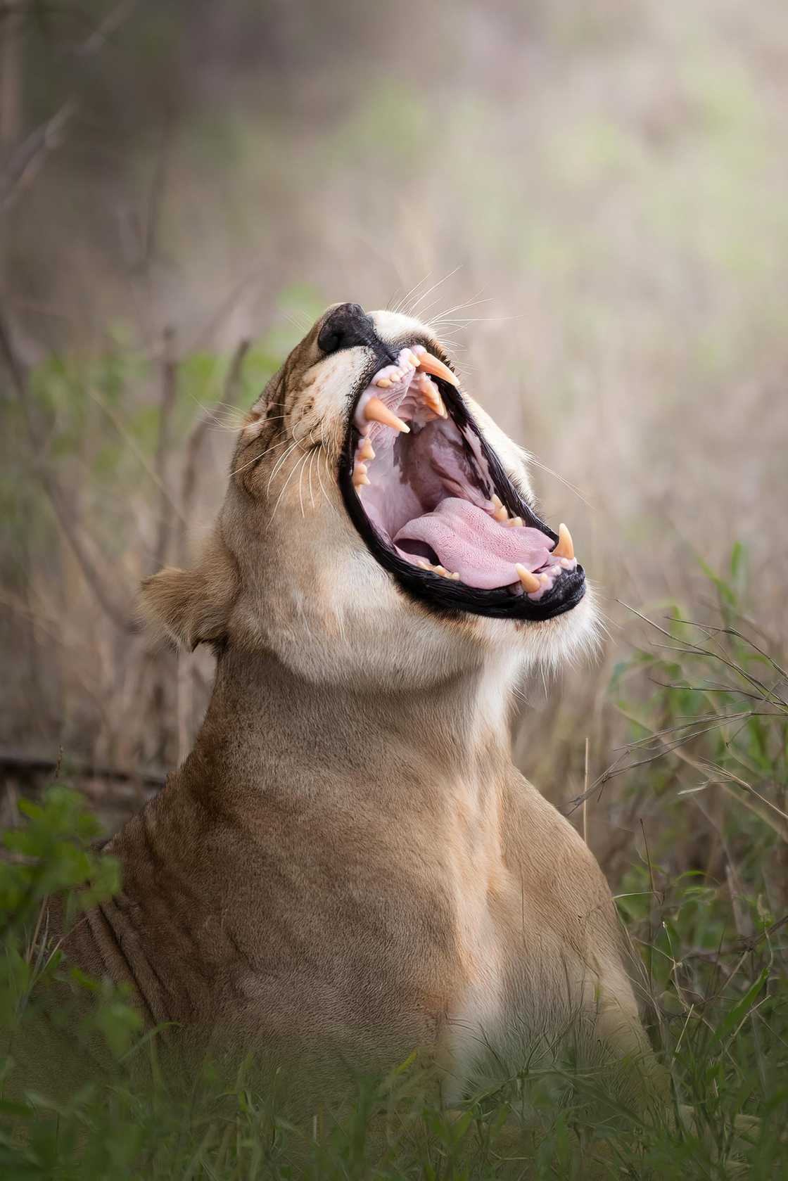 People reflected on how dangerous lions are People reflected on how dangerous lions are
