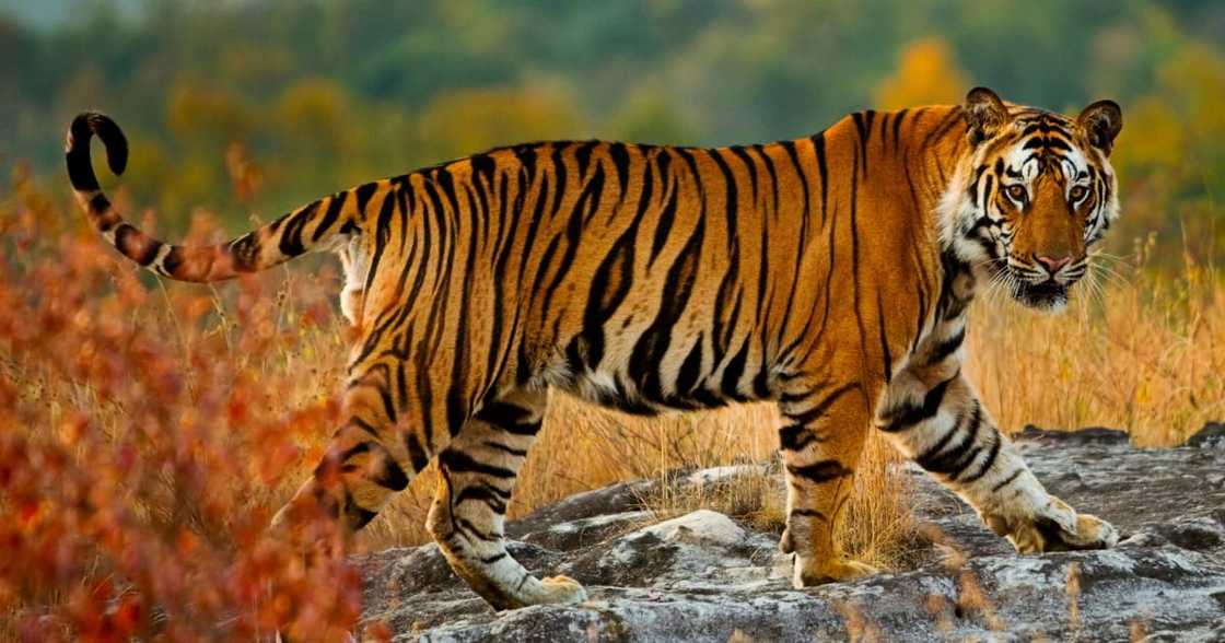 Tiger on the loose in Johannesburg Tiger on the loose in Johannesburg