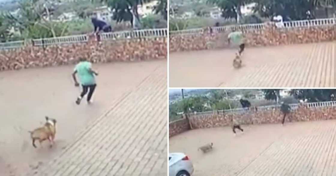 Robbers running away from protective dog