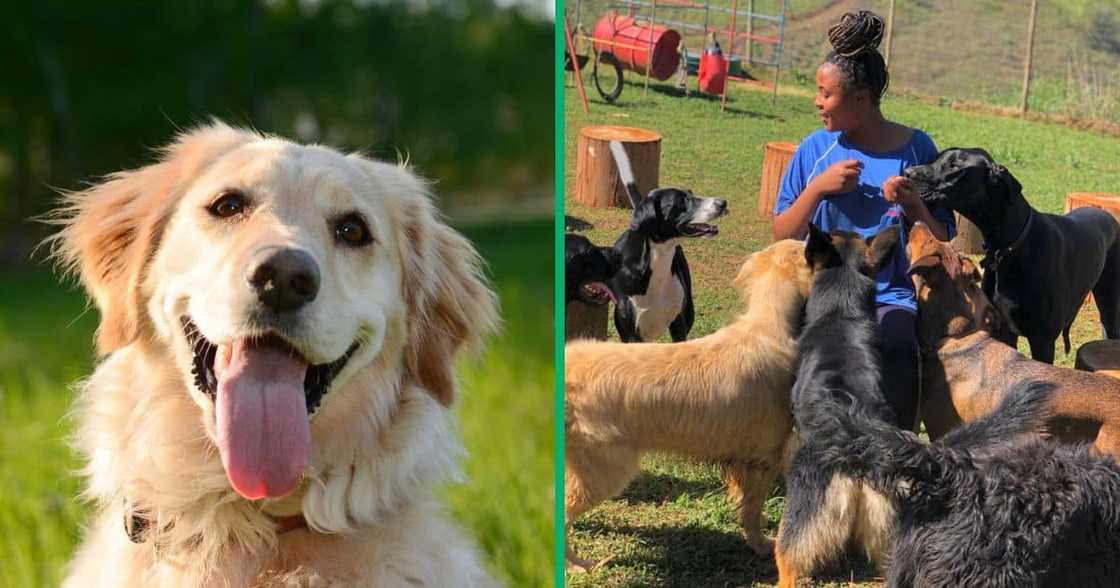 A golden retriever and Masabata Mohlakoana of Superdogs Training School