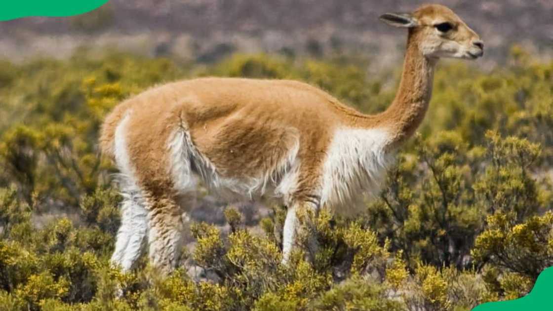 Animal Vicuña walking