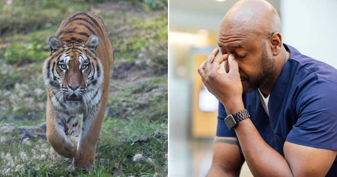 Escaped tiger on the loose in Johannesburg Escaped tiger on the loose in Johannesburg