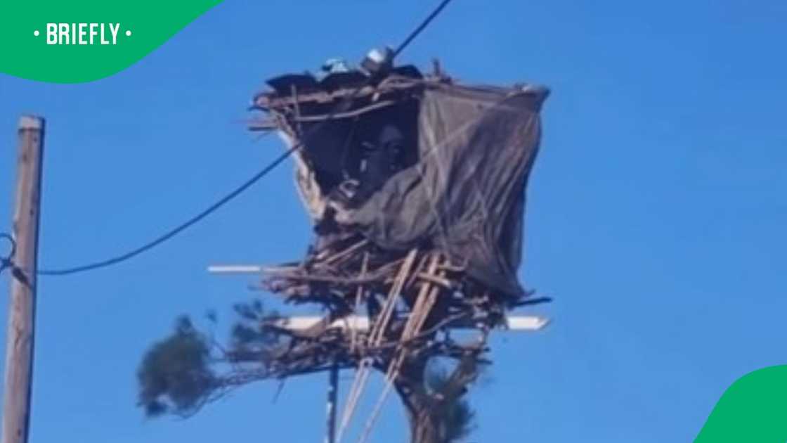 Man lives on tree in his yard