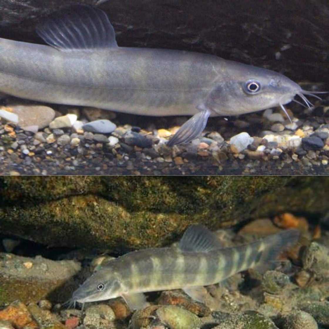 What is the rarest fish in the world? What is the rarest fish in the world?