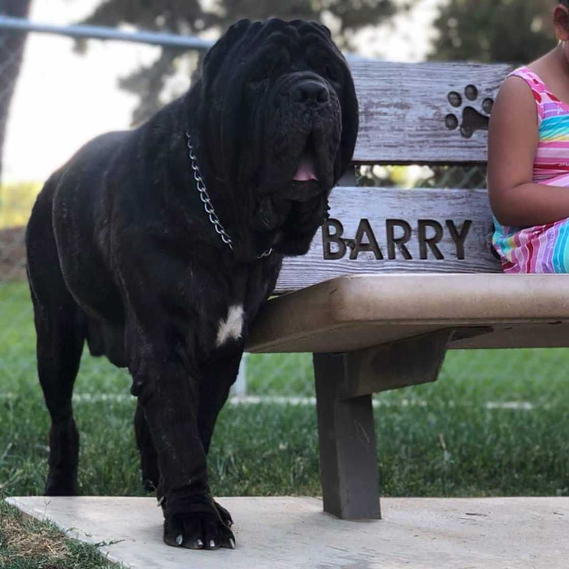 Popular big dog breeds for families Popular big dog breeds for families