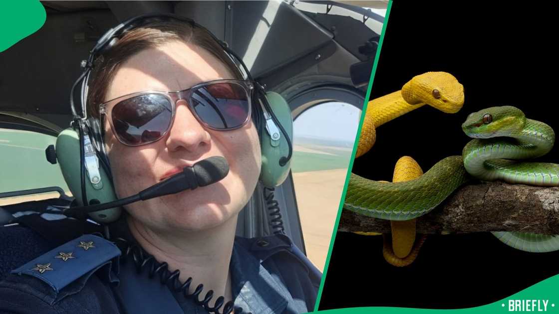 A cop caught two snakes. A cop caught two snakes.