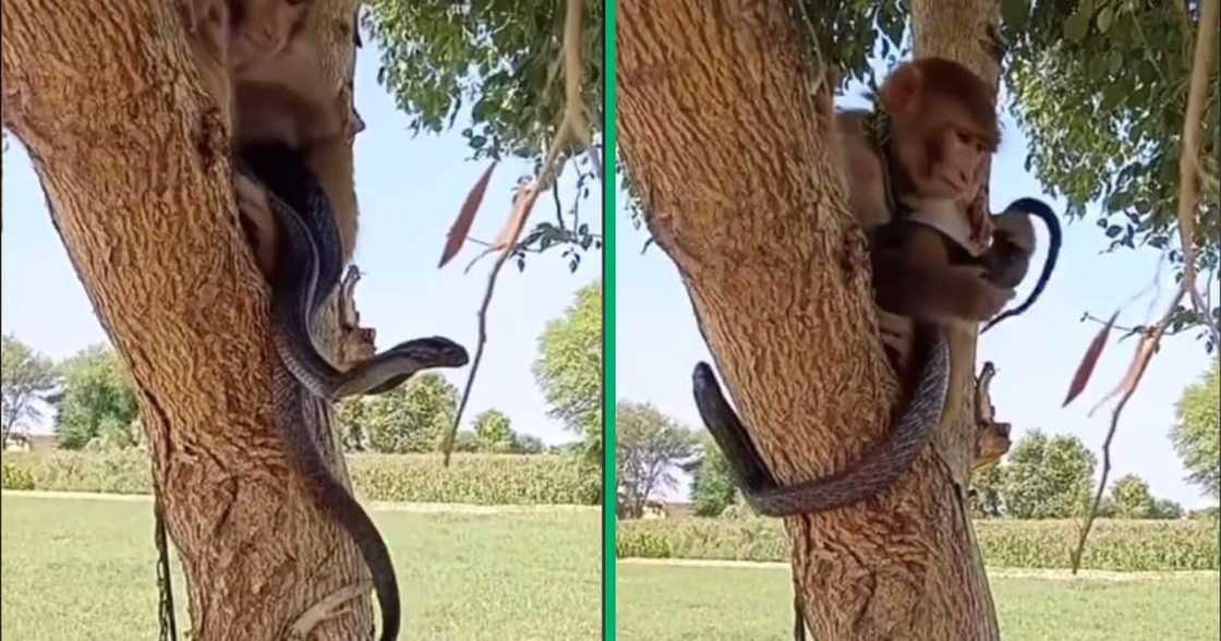 monkey plays with cobra monkey plays with cobra