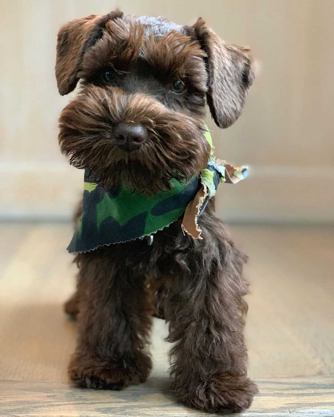 dogs that stay small dogs that stay small