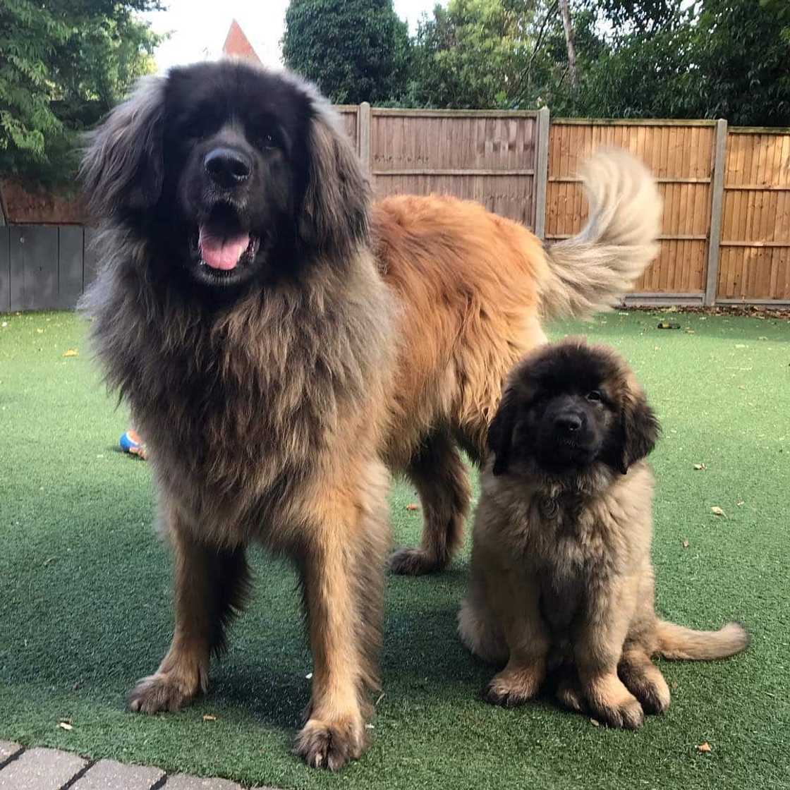 Popular big dog breeds for families Popular big dog breeds for families