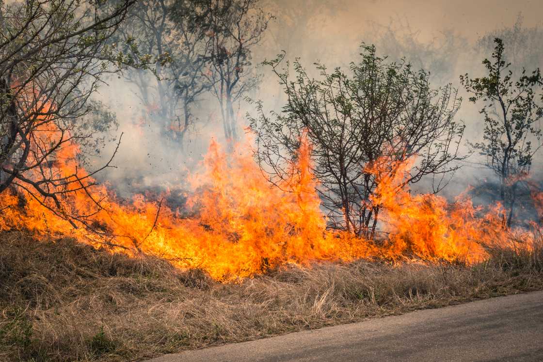 The South African Weather Service is expecting wildfires in parts of South Africa