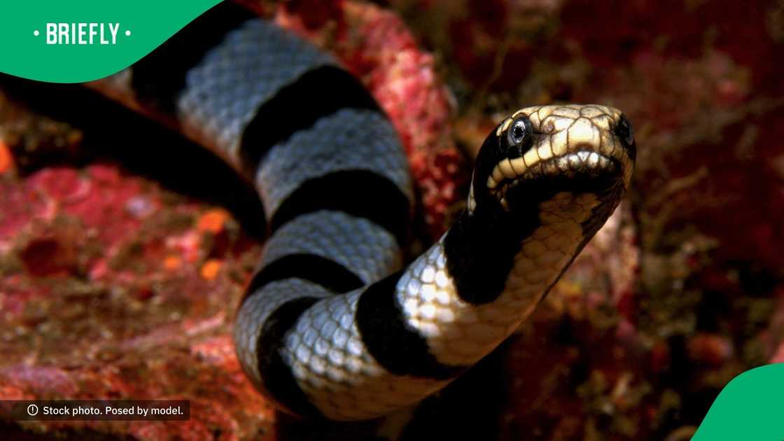 Venomous creatures rest on Cape Town shores Venomous creatures rest on Cape Town shores