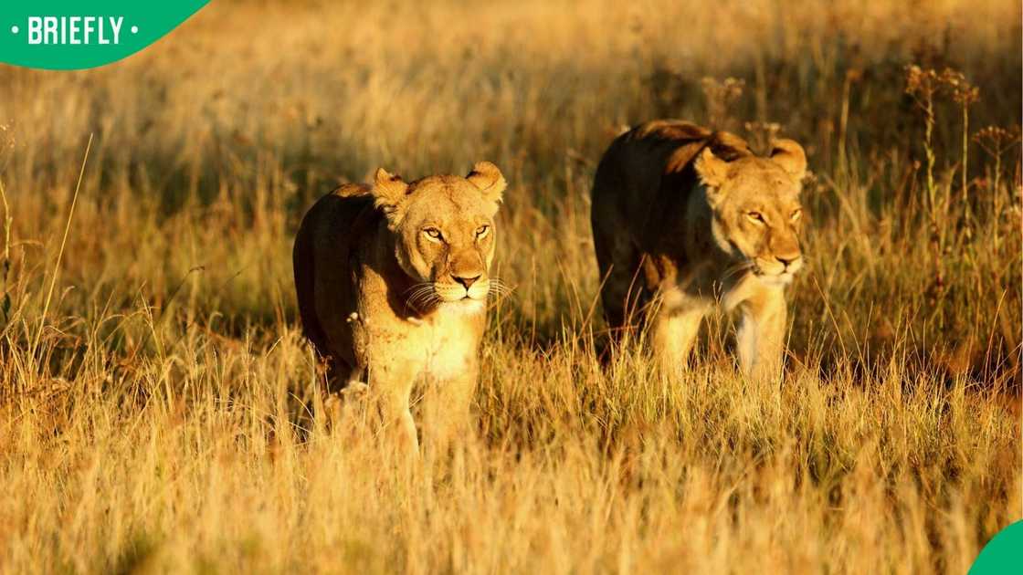 Lions