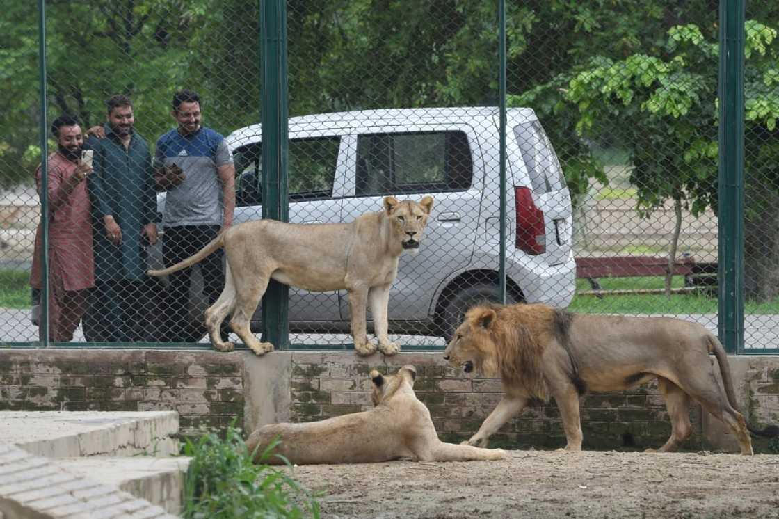 Conservationists have raised concerns about the sale of the lions