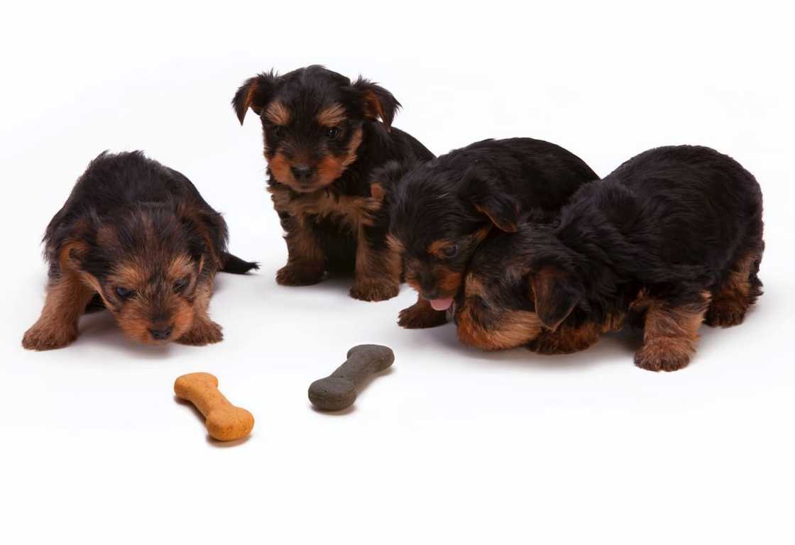 Top 10 gewildste honde rasse in Suid-Afrika Top 10 gewildste honde rasse in Suid-Afrika