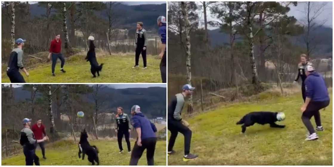Dog juggles ball in the air in amazing showing of footballing skills, thrills the internet Dog juggles ball in the air in amazing showing of footballing skills, thrills the internet