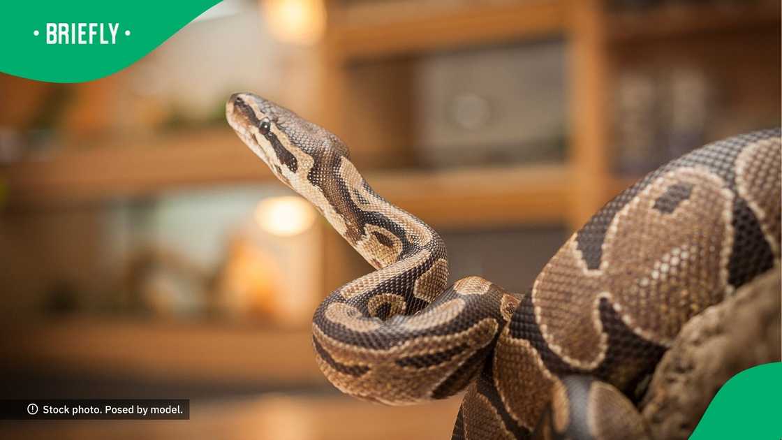 South Africans were left shocked and amazed after spotting a giant snake casually moving across a road in a Facebook video South Africans were left shocked and amazed after spotting a giant snake casually moving across a road in a Facebook video