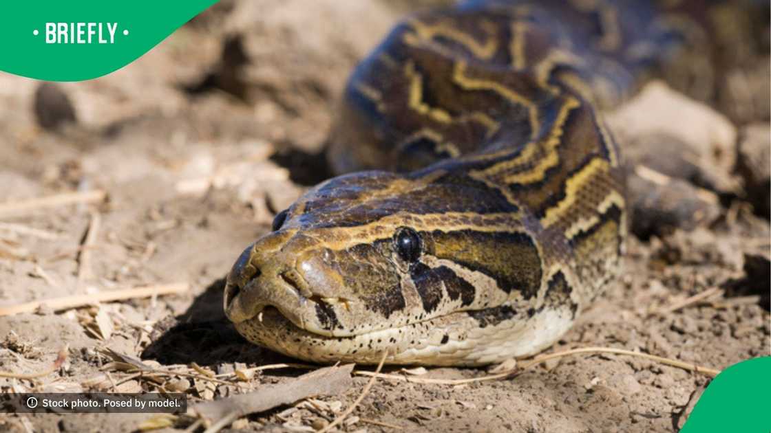 RUSA in KZN finds 2.5m python