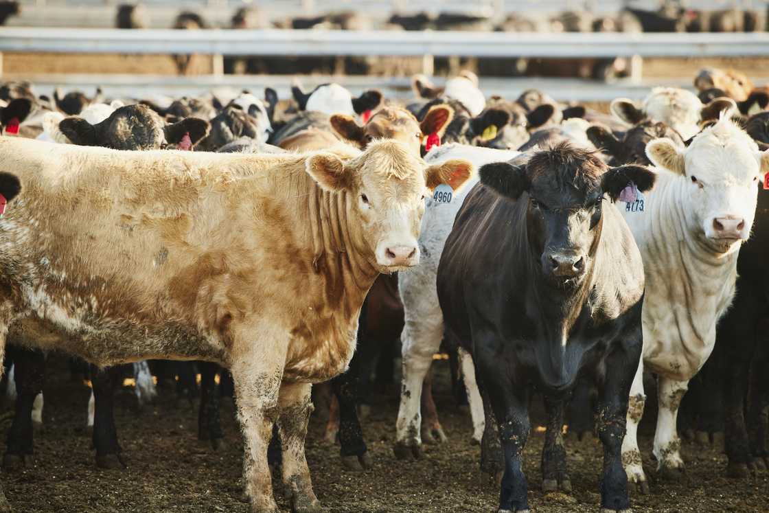 Farmers in South Africa lost their cattle to the devatasting cold weather