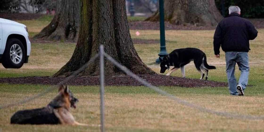 Joe Biden's dogs sent out of White House after biting security personnel Joe Biden's dogs sent out of White House after biting security personnel