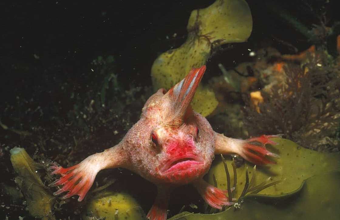 What is the rarest fish in the world? What is the rarest fish in the world?