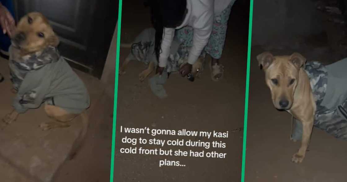 TikTok user @lebo555 shared a video showing her dog’s reaction to her attempt at keeping it warm TikTok user @lebo555 shared a video showing her dog’s reaction to her attempt at keeping it warm