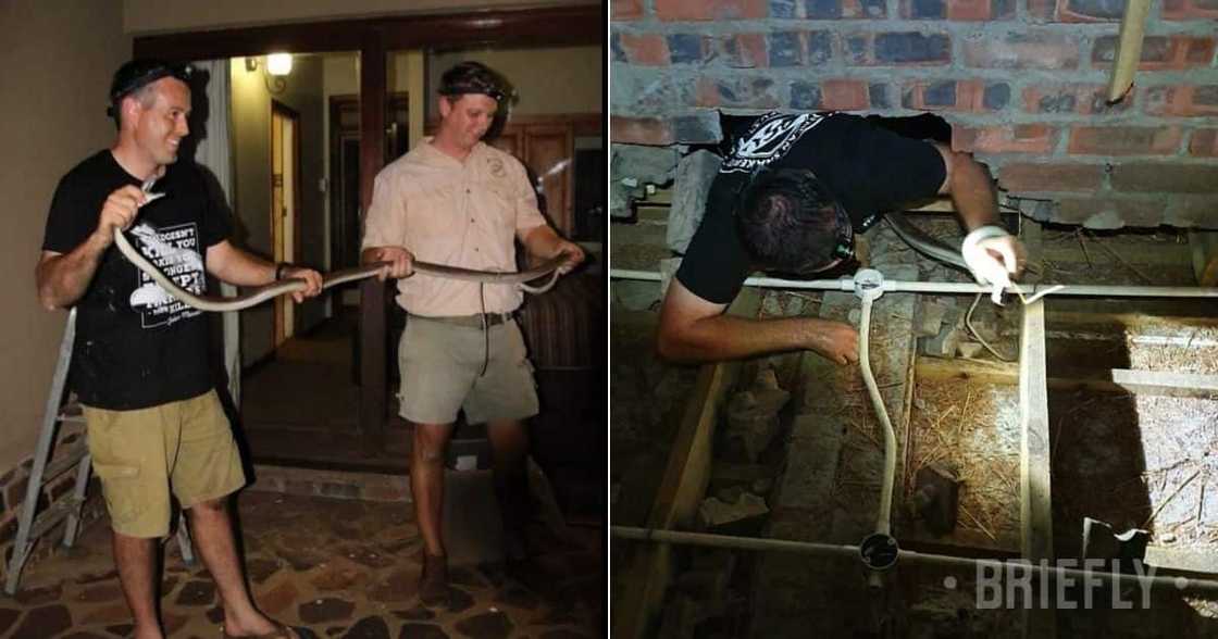 catch, snake, hot, mamba, roof, beams, Durban, ladder, shorts, brave catch, snake, hot, mamba, roof, beams, Durban, ladder, shorts, brave