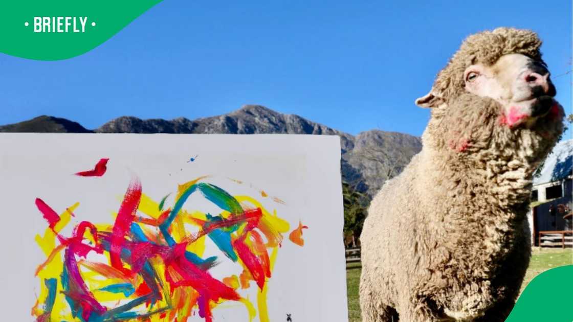 Baansky, a famous painting sheep goes missing.