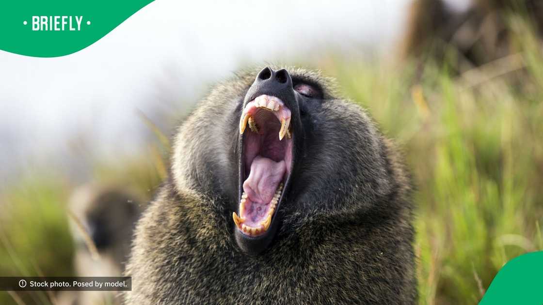 A group of students endured invasive baboons