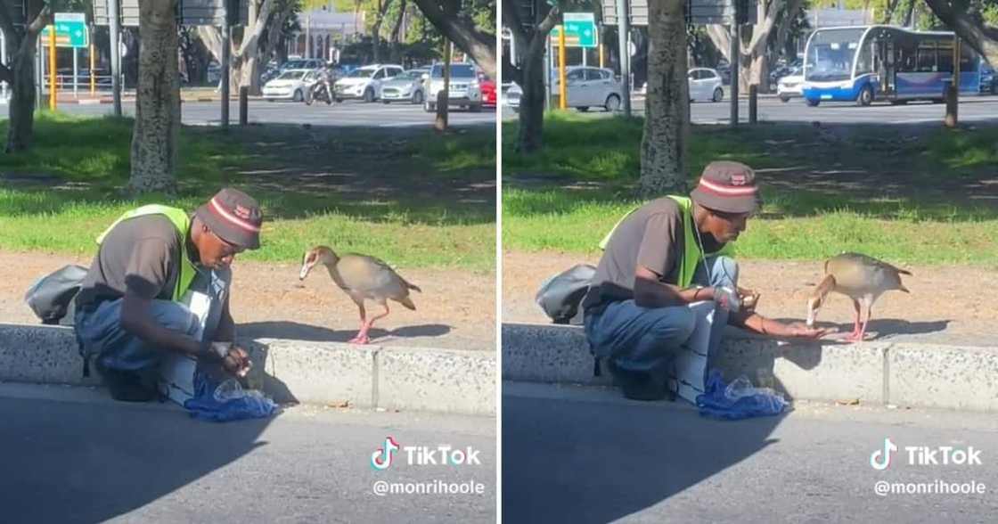 A Cape Town man fed a goose on the side of the street A Cape Town man fed a goose on the side of the street