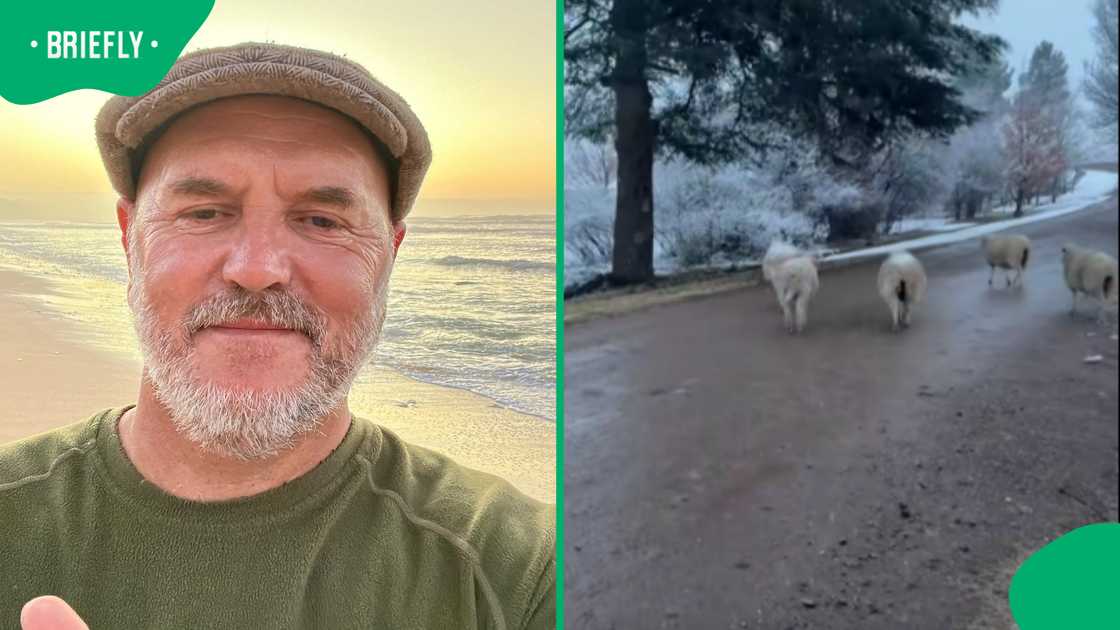 South African traveller captures snowy Rhodes village and unexpected sheep visitors South African traveller captures snowy Rhodes village and unexpected sheep visitors