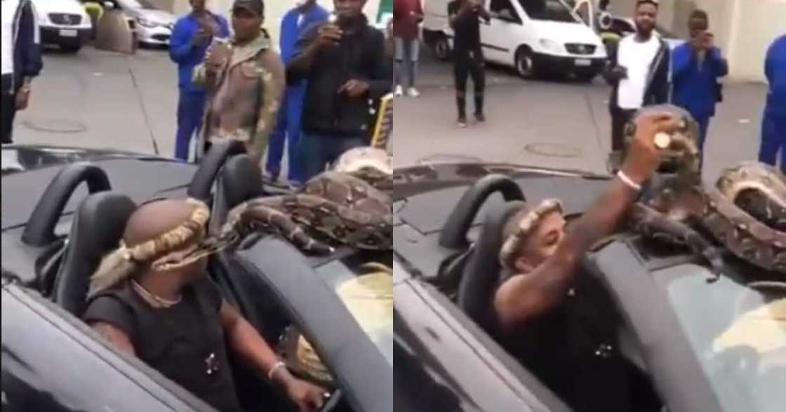 "True Madness": Clip of Man Driving With Large Snake Leaves SA Baffled "True Madness": Clip of Man Driving With Large Snake Leaves SA Baffled
