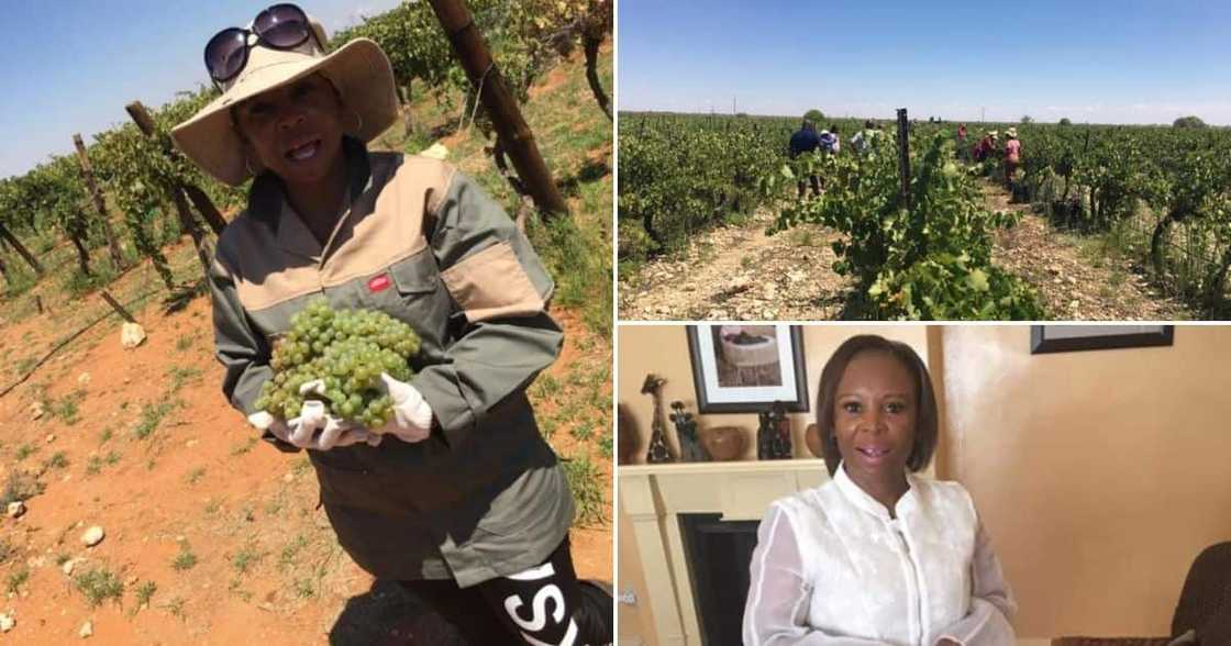 Female farmer takes neglected vineyard makes it successful business Female farmer takes neglected vineyard makes it successful business