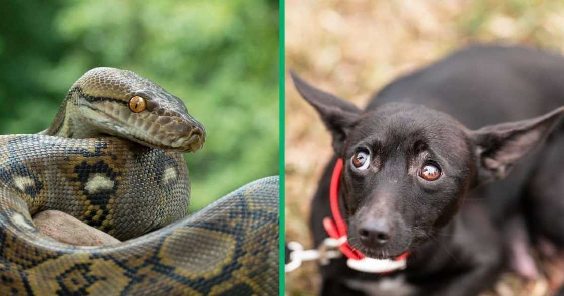 A python was rescued after it swallowed a dog in KwaZulu-Natal