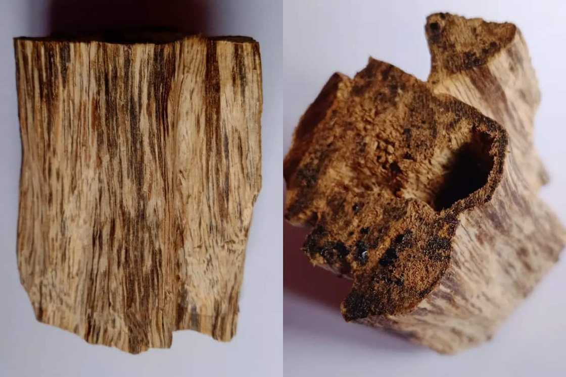 most expensive wood species most expensive wood species