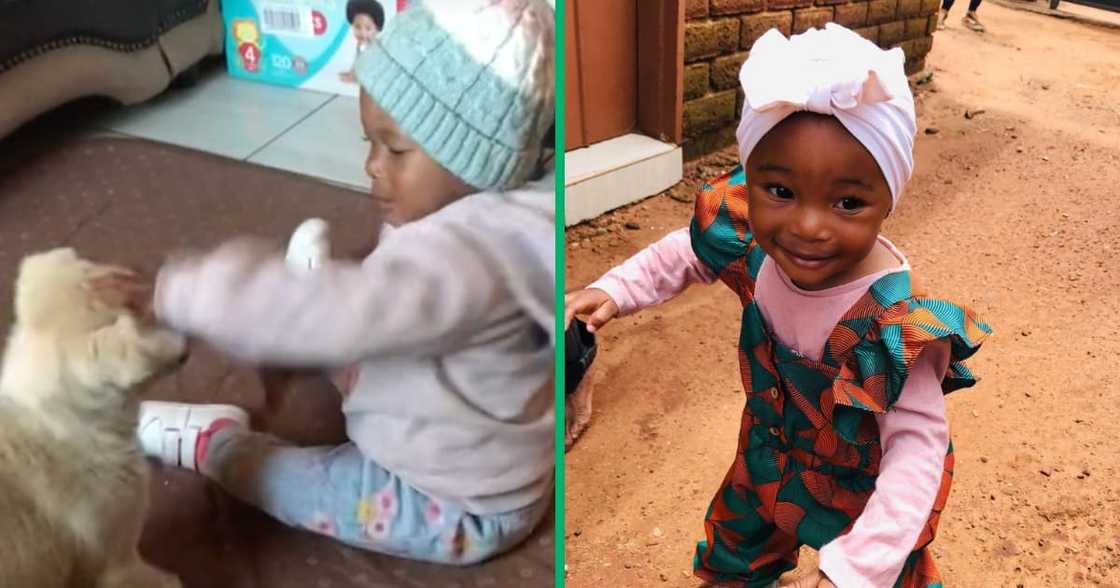 A dog bites a child while the mother watches A dog bites a child while the mother watches