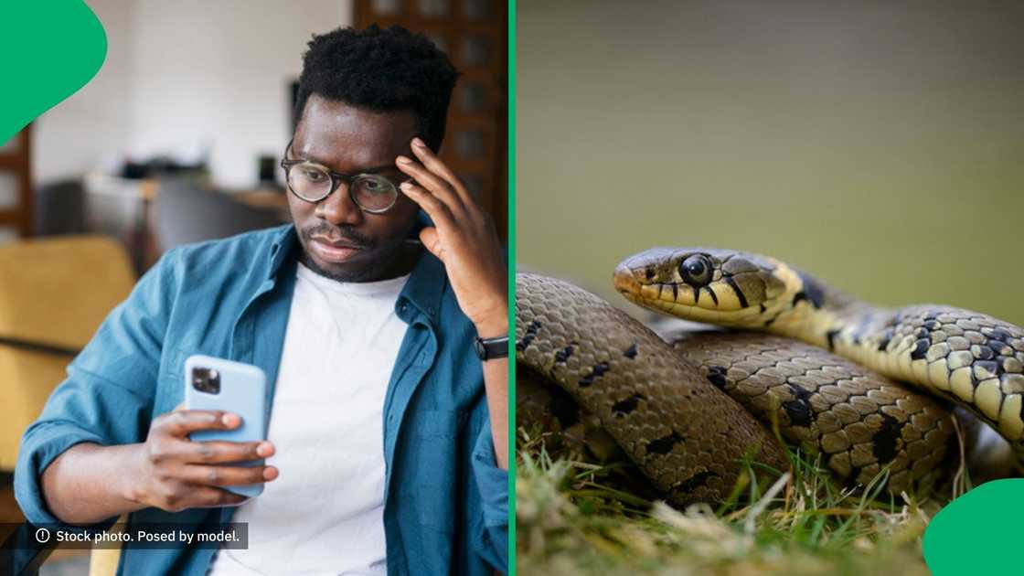 A plane passenger in India was caught with 16 live snakes in their luggage. A plane passenger in India was caught with 16 live snakes in their luggage.
